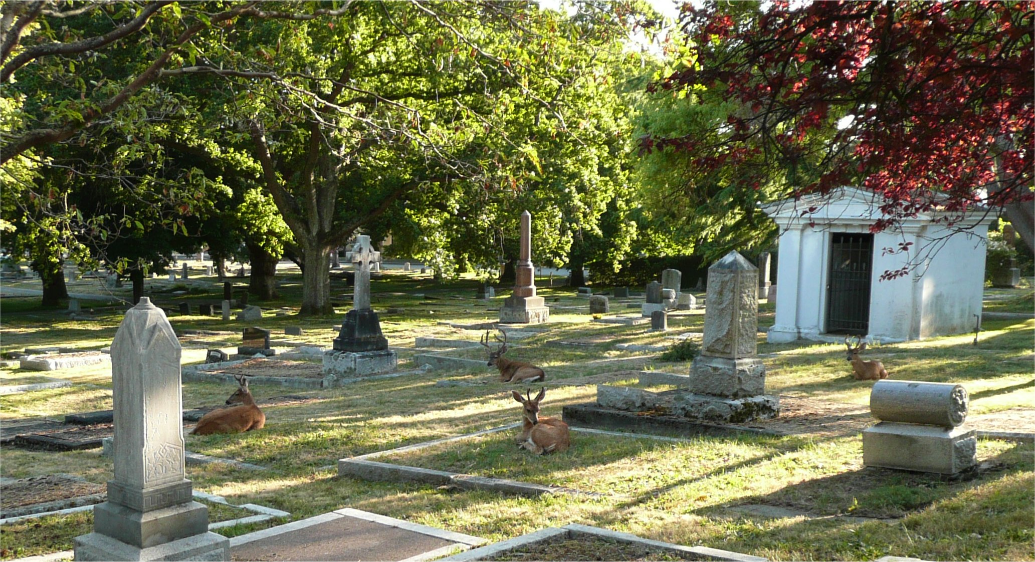 Ross Bay Cemetery